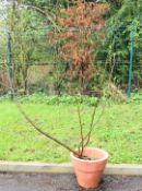 Large specimen tree in planter probably a fig / ficus 'Brown Turkey', height 155cm