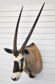 Taxidermy gemsbok antelope head and shoulders with hanging facility, approximate height 126cm