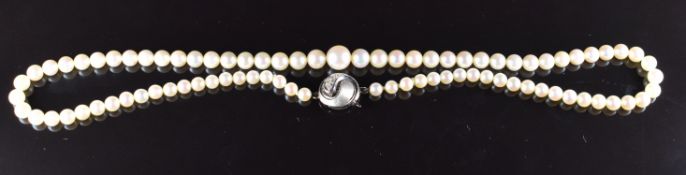 A single strand of cultured pearls and an 18ct white gold clasp set with diamonds, 20.9g, 44cm