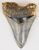 Blue Megalodon tooth fossil, length 10.5cm