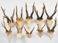 Ten taxidermy roe / muntjac deer skulls with antlers, largest 39cm
