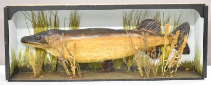 Taxidermy study of a pike, in unglazed case, W109 x D22 x H42cm