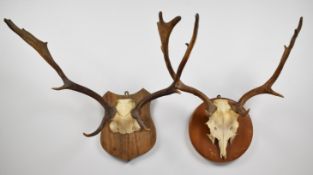 Two taxidermy fallow deer skulls with antlers mounted on wooden plaques, largest spread 62cm x H54cm