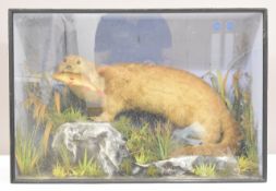 Taxidermy study of an otter with a rudd or roach in its mouth, in glazed case, W98 x D42 x H61cm