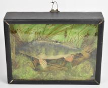 Taxidermy study of a perch in glass fronted case, W36 x D8 x H27cm