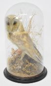 19thC taxidermy study of a barn owl on naturalistic base under glass dome, height 38cm