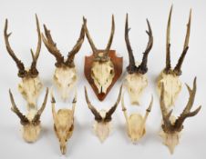 Ten taxidermy roe / muntjac deer skulls with antlers, one mounted on wooden plinth, largest 40cm