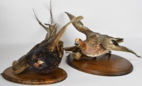 Taxidermy study of a duck and pheasant in flight mounted on wooden plaques, largest 82cm