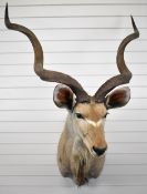 Large taxidermy study of a Kudu, H150cm, width of horns 110cm approximately