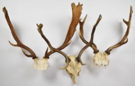 Three taxidermy fallow deer skulls with antlers, largest spread 64cm x H56cm