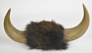 Pair of Buffalo horns, W48cm