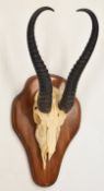 Taxidermy South African springbok skull and horns mount on shield shaped wooden board, base of board