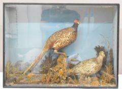 Taxidermy study of a cock and hen pheasant, in glazed case, possibly early 20thC, W117 x D18 x