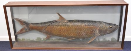 Victorian / Edwardian era taxidermy study of a large tarpon of approximately 187cm / 6'2