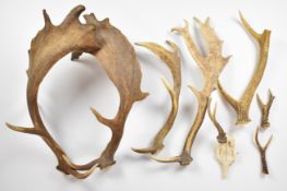 Taxidermy loose fallow, roe and muntjac antlers including large pair of fallow, length 56cm