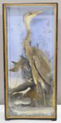 Taxidermy study comprising a heron, lapwing and snipe, in partially glazed case, W45 x D22 x H100cm