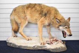 WITHDRAWN Taxidermy study of a wolf with teeth bared, raised on a naturalistic snow covered base,