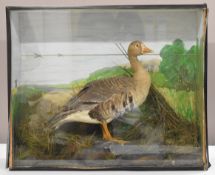 Taxidermy study of a Greylag goose, in glazed case, W79 x D29 x H66cm
