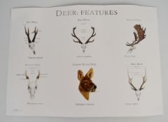 Sarah Ellis print 'Deer: Features', 32 x 44cm