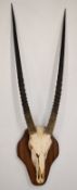 Taxidermy South African gemsbok skull and horns mount on shield shaped wooden board, base of board