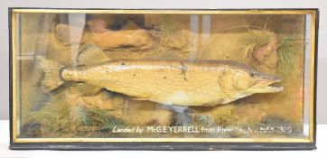 Victorian taxidermy study of a pike, in glazed case with gilt script 'landed by Mr G E Yerrell