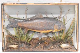 Taxidermy study of a carp in partially glazed case, with script in two freshwater oyster or mussel