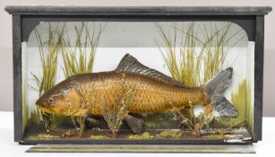 Taxidermy study of a barbel, in case with gilt lettering to the glazed front panel 'barbel caught by