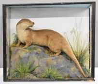 Taxidermy study of an otter, in case, W97 x D32 x H82cm