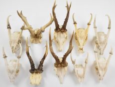 Ten taxidermy roe / muntjac deer skulls with antlers, largest 42cm