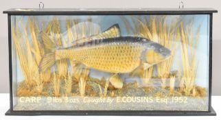 Taxidermy study of a common carp, in glazed case with gilt script 'Carp 9lbs 3oz caught by E Cousins