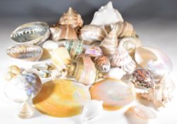 A collection of tropical / exotic seashells, tallest 14cm