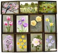 [Photography] Reginald A. Malby, a collection of early Wratten & Wainwright gelatine dry plates by