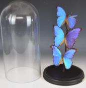 A set of three taxidermy studies of butterflies mounted on a branch, under glass dome, H43cm
