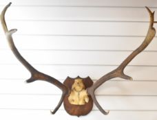 A pair of taxidermy stag antlers mounted on a wooden shield, 87cm base of shield to tip of antler.