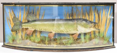 Taxidermy study of a pike in glazed bow fronted case, possibly Cooper, with gilt lettering to