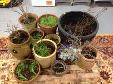 A pallet of garden pots and planters