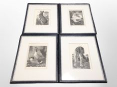 A group of four contemporary monochrome wildlife engravings, framed as a set,