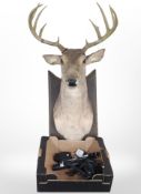 A faux taxidermy stag's head on plinth and a box of microphone,