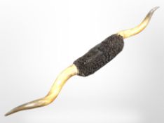 A very large pair of cow horns, length 206cm.