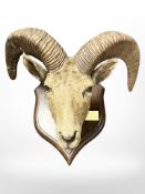 A taxidermy Pyrenean Ibex head mounted on oak shield plaque, width of horns 53cm.