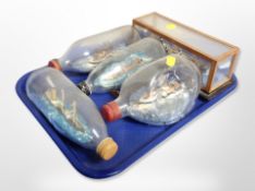 Four ships in bottles and a further ship in display case