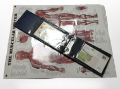 An album of first day covers together with a medical poster of the muscular system