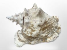 A large queen conch shell from St Lucia, approximately 25cm x 18cm.
