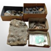 A collection of fossils and geological specimens.