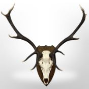 A deer skull with antlers on oak shield,