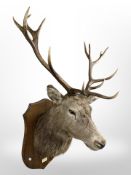 A taxidermy stag's head on oak shield, with plaque marked 'Strath Braan Trochry Hill 31.10.