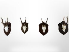 Four roe deer skulls on plaques, length approximately 33 cm.