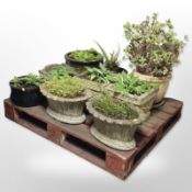 Nine assorted concrete/ceramic planters containing live plants.