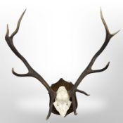 A deer skull with antlers on oak shield,