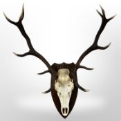 A deer skull with antlers on oak shield,
